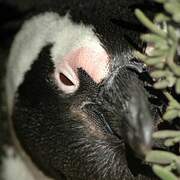 African Penguin