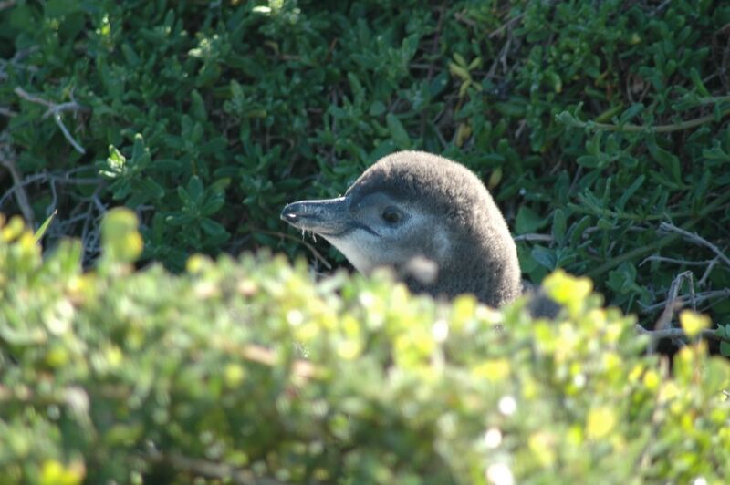 African Penguin