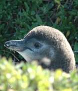 African Penguin