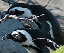 African Penguin