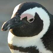 African Penguin