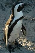 African Penguin