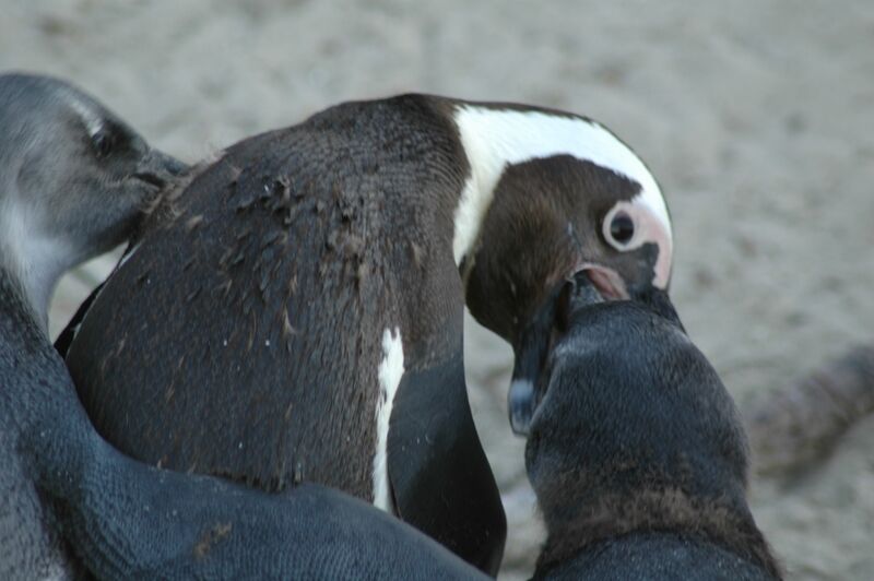 African Penguin