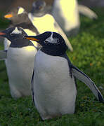 Gentoo Penguin