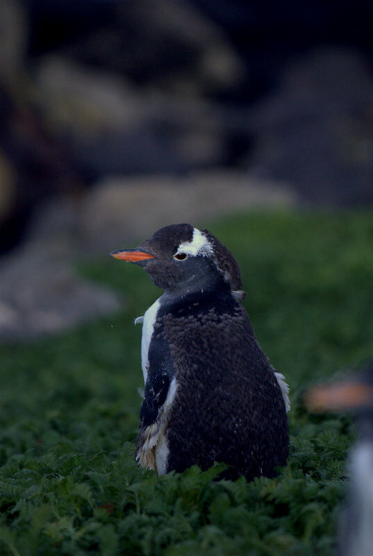 Gentoo Penguin