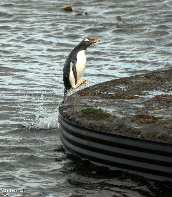 Gentoo Penguinadult, swimming