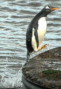 Gentoo Penguin