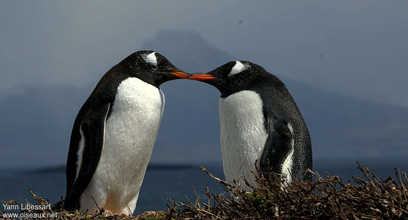 Gentoo Penguinadult, Behaviour