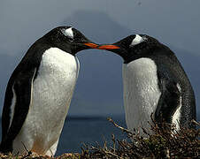 Gentoo Penguin