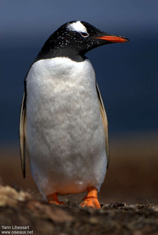 Gentoo Penguinadult, identification