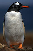 Gentoo Penguin