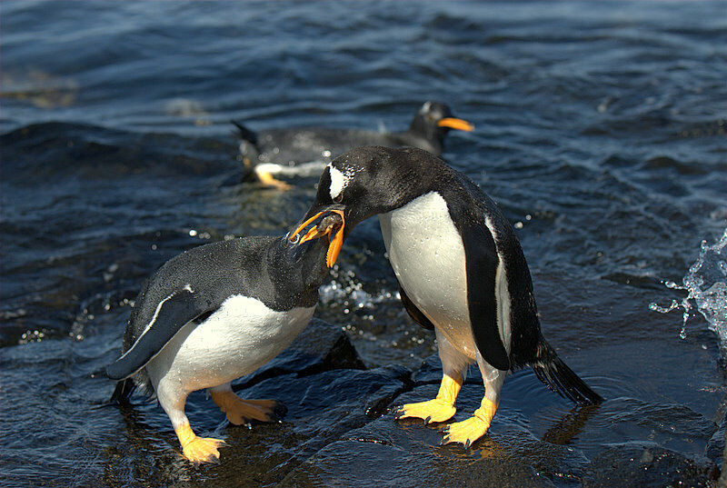 Gentoo Penguin