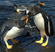 Gentoo Penguin