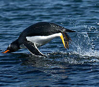 Gentoo Penguin