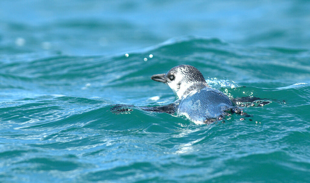 Little Penguin