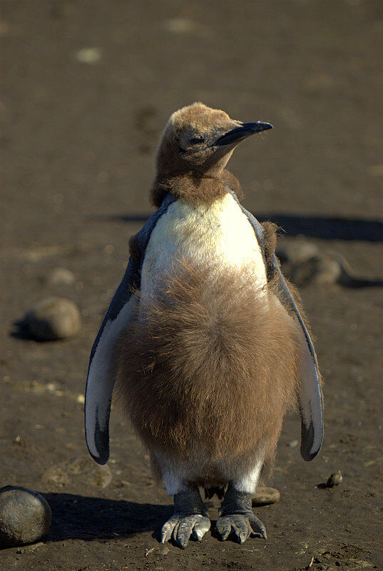 King Penguin