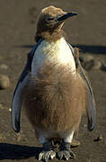 King Penguin