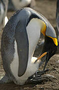 King Penguin