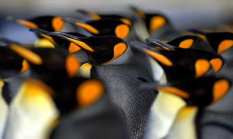 King Penguin