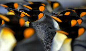 King Penguin