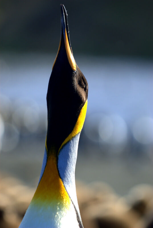 King Penguin