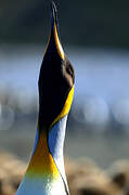 King Penguin