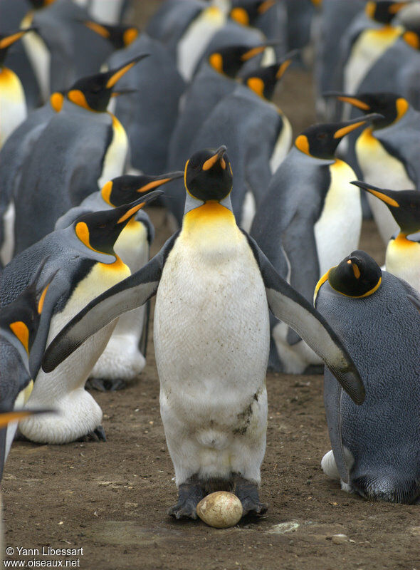 King Penguin