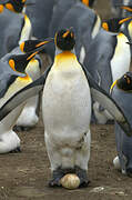 King Penguin