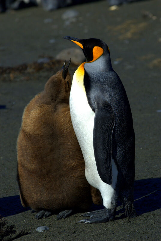 King Penguin