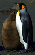 King Penguin