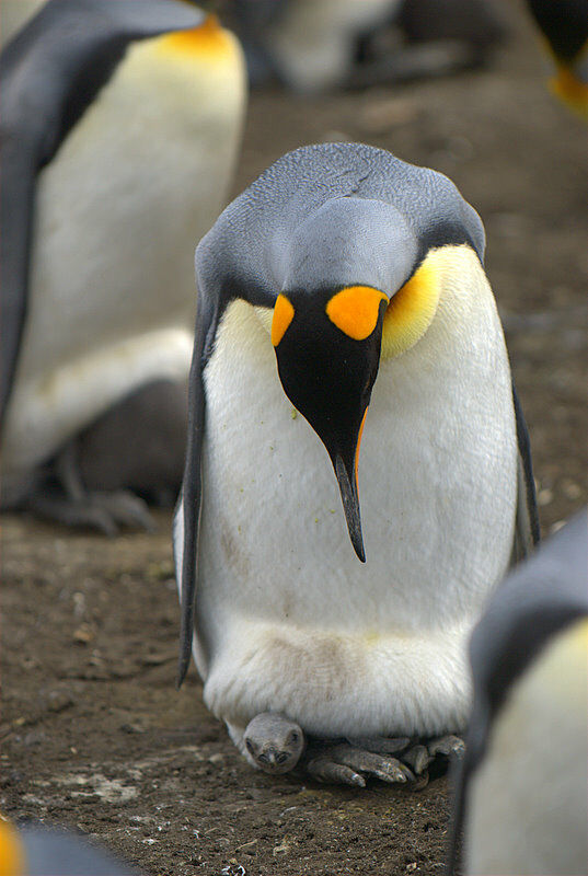 King Penguin