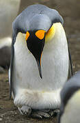 King Penguin