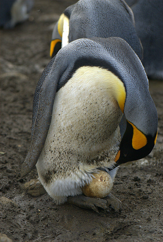 King Penguin