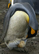 King Penguin