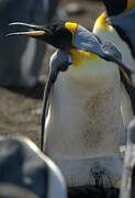 King Penguin