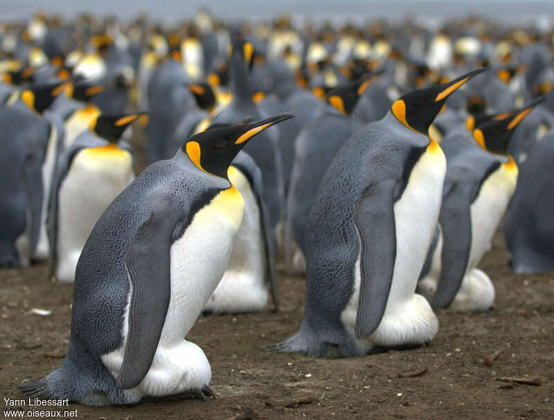 King Penguinadult breeding, pigmentation, Reproduction-nesting