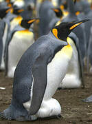 King Penguin