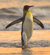 King Penguin