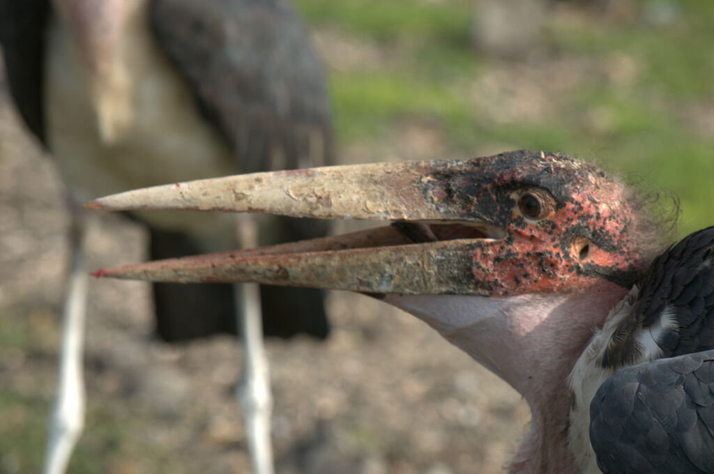 Marabou Stork