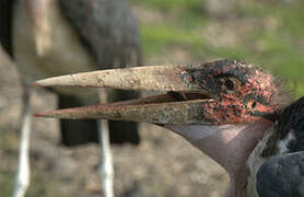 Marabou Stork