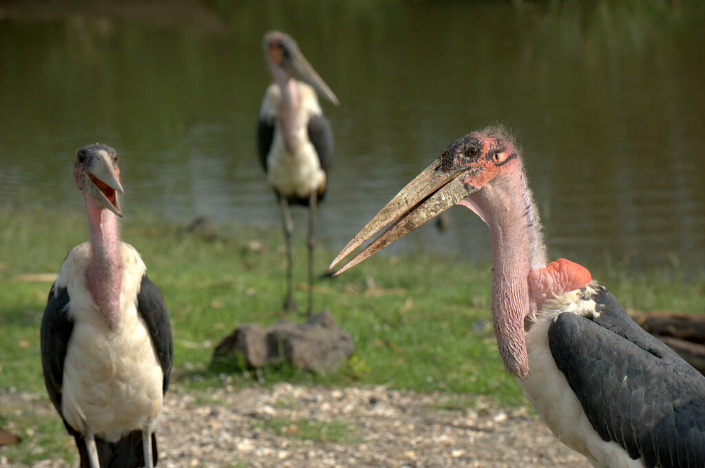 Marabou Stork