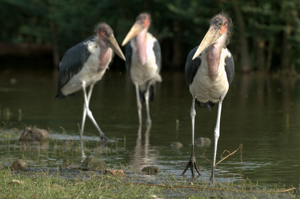 Marabou Stork
