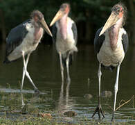 Marabou Stork