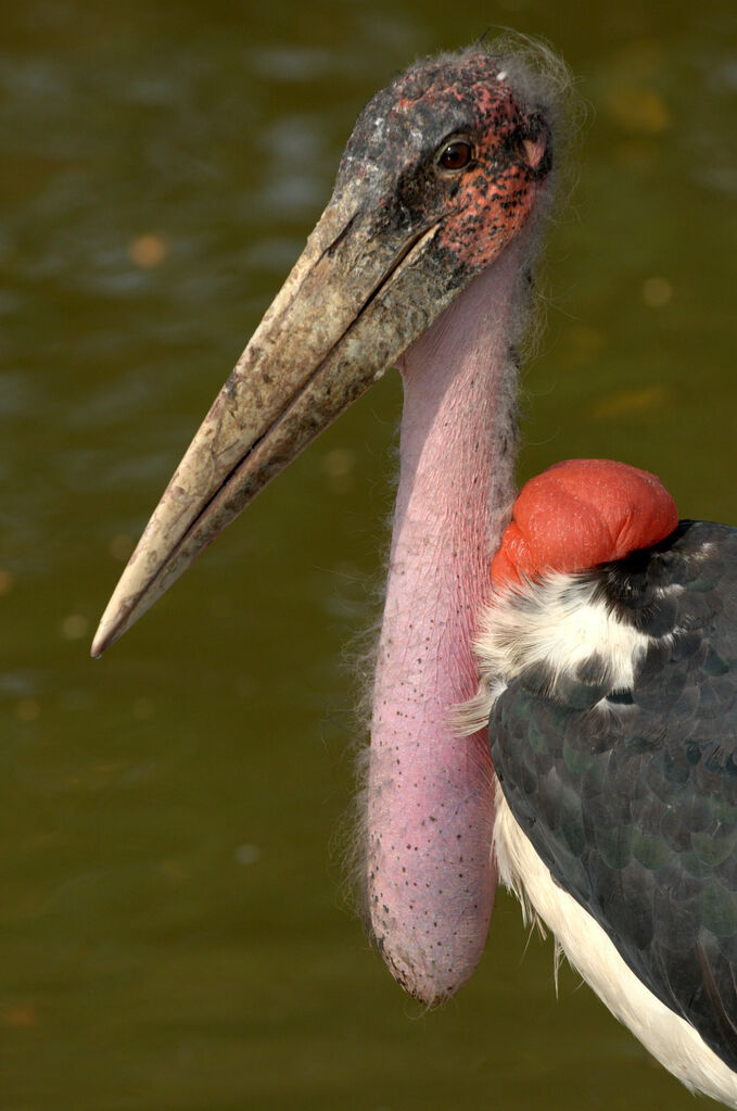 Marabou Stork