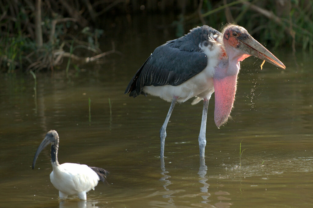 Marabou Stork