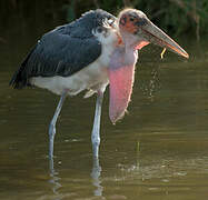 Marabou Stork