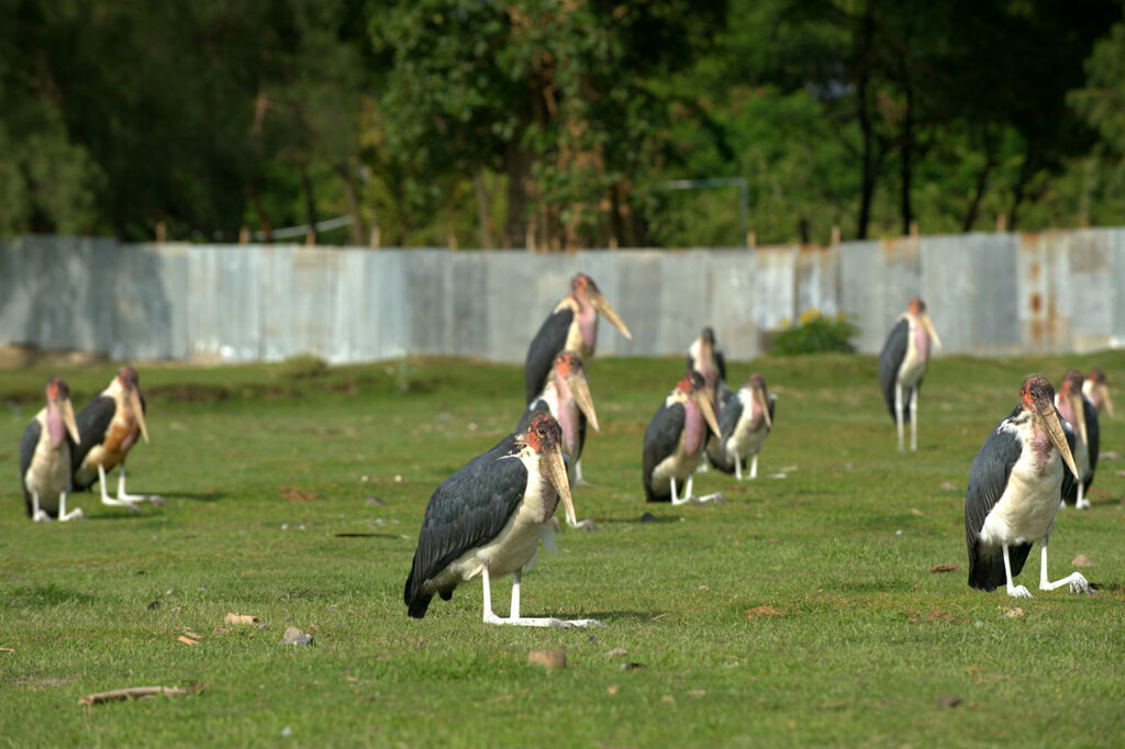 Marabou Stork