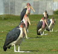 Marabou Stork