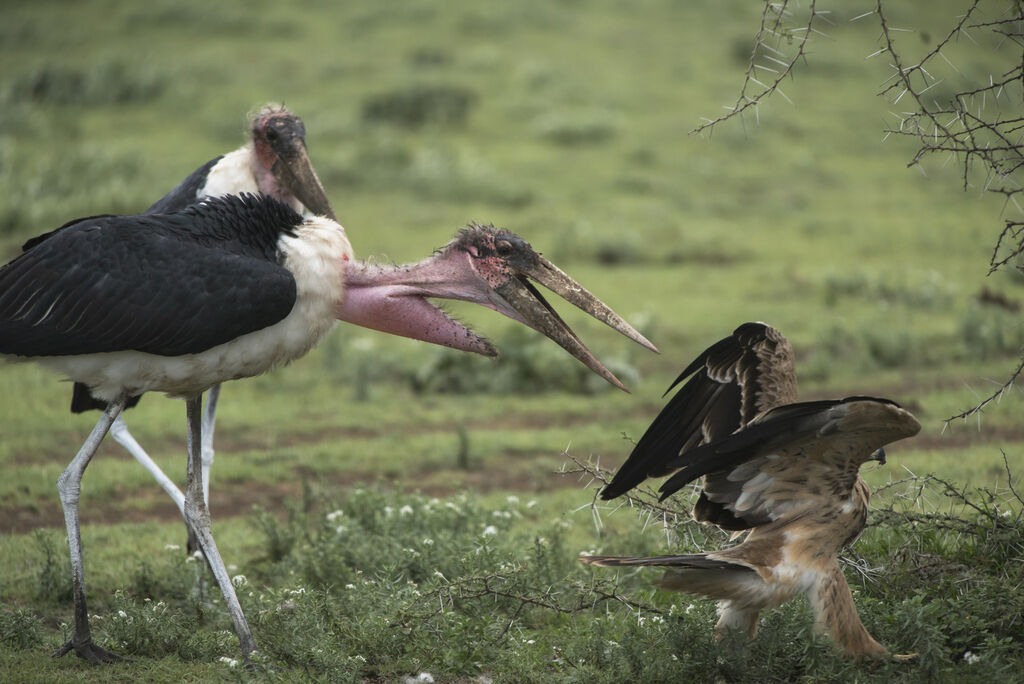 Marabou Stork