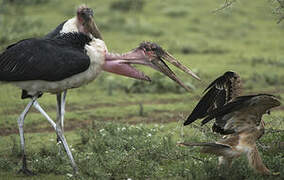 Marabou Stork